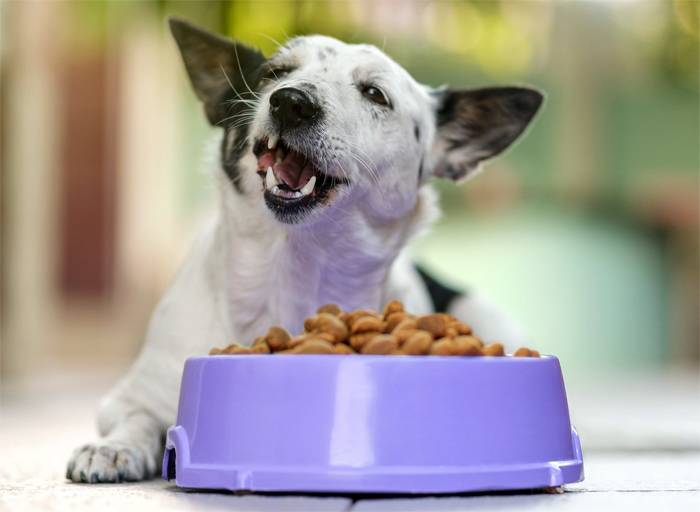 Натуральные корма для собак и кошек премиум-класса: критерии выбора